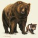 Kópia – ursus-arctos[1].jpg